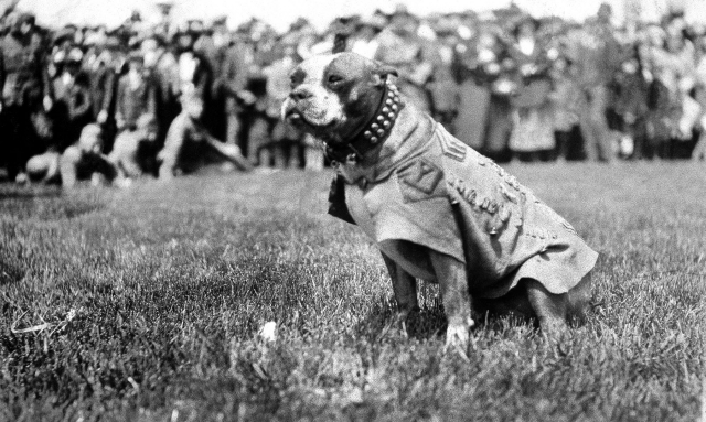 Sgt. Stubby