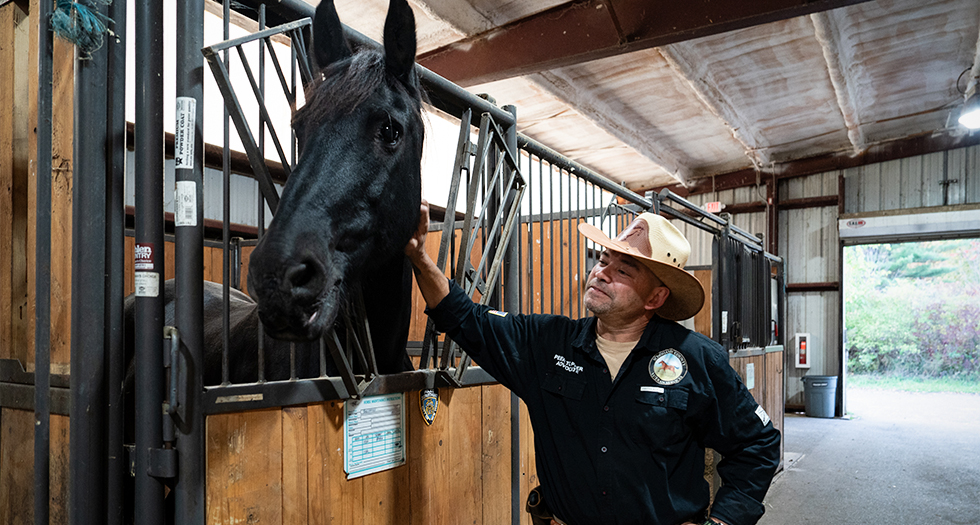 Healing with horses