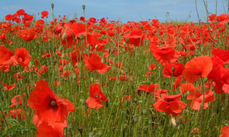 What Do Red Poppies Mean on Memorial Day?